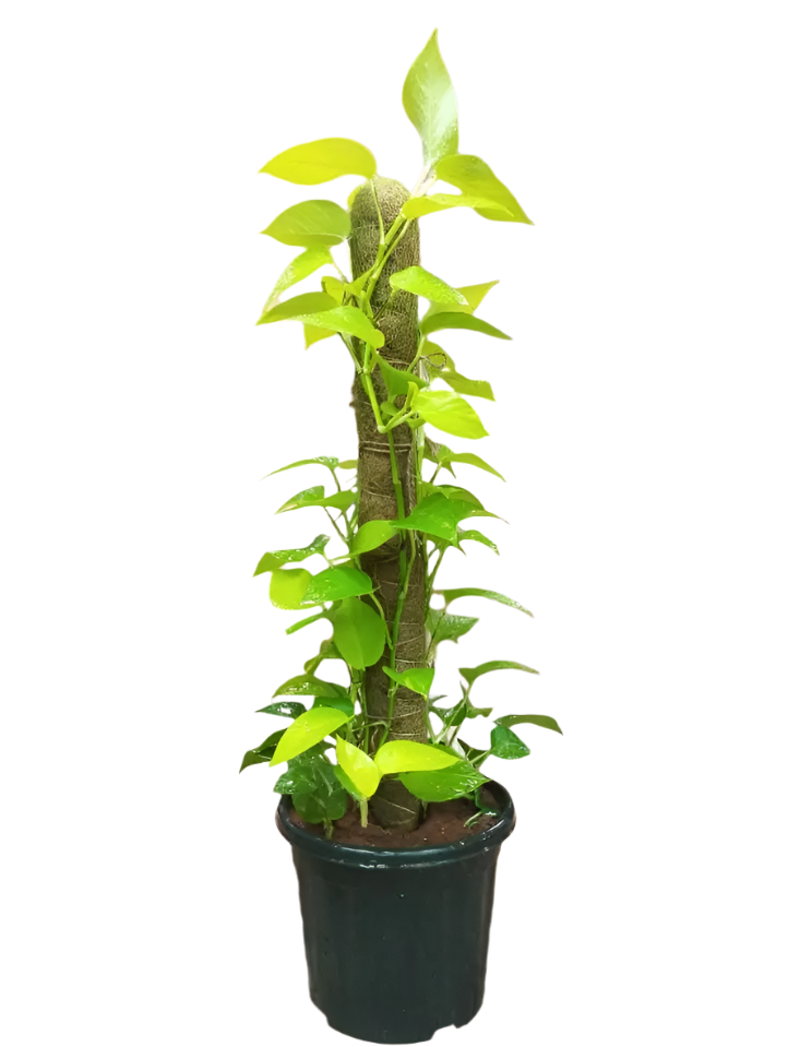 moss stick for money plant Order Money Plant Pothos 120cm – Arabian Florist