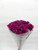 Purple Chrysanthemums Plant