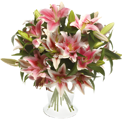 Stems Of Pink Lilies