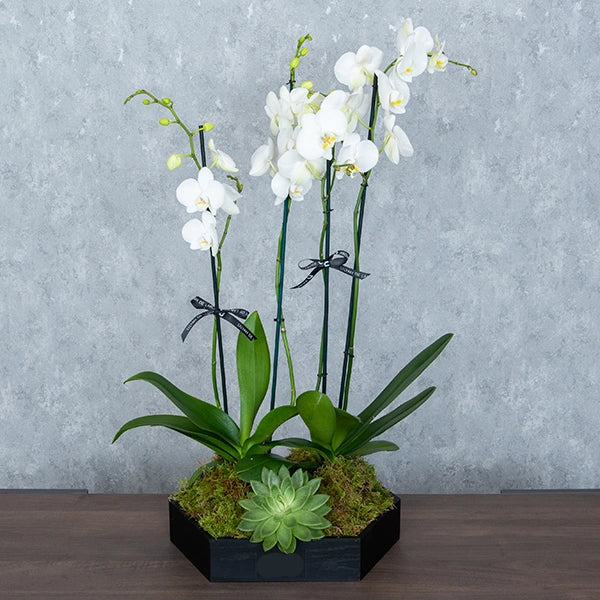 Phalaenopsis White in Black Pot