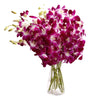 Dendrodium Orchids