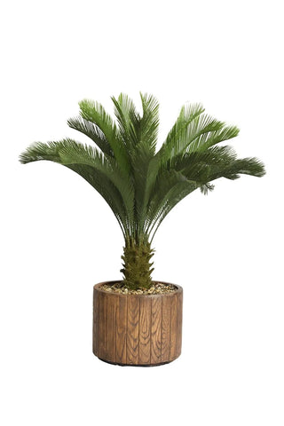 Cycas Plant