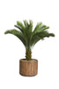 Cycas Plant