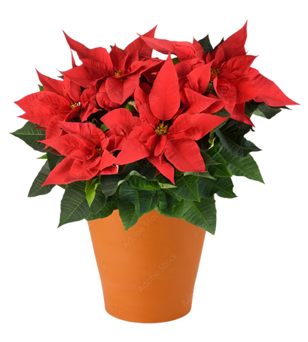Red Poinsettia plant