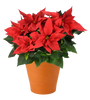 Red Poinsettia plant