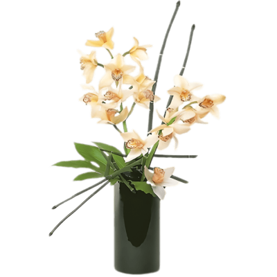 Two Stems of Cymbidium Orchids