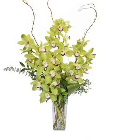 Orchid-Elegance