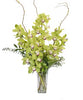 Orchid-Elegance