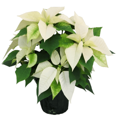 White Poinsettia plant with pot