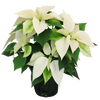 White Poinsettia plant with pot