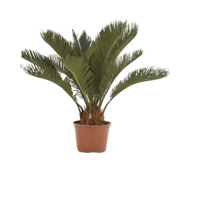 Cycas Plant