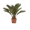 Cycas Plant