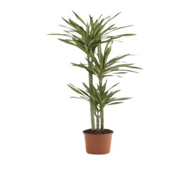 Dracaena Rikki