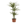 Dracaena Rikki