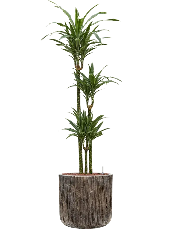 Order Dracaena Rikki Houseplant – Arabian Florist