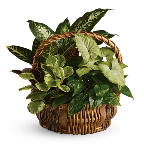 Emerald garden basket