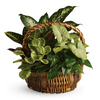 Emerald garden basket