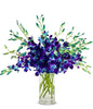 Blue Orchids