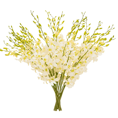 Vase with 20 White Orchids
