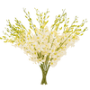Vase with 20 White Orchids