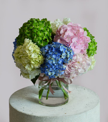 Colourfull Hydrangea