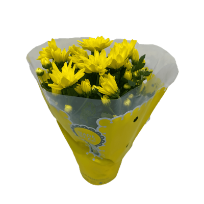 Yellow Chrysanthemum Plant