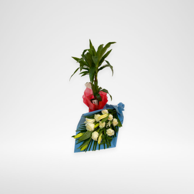 Dracaena Rikki Plant and Flowers Combo