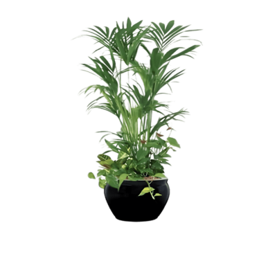 kentia vs parlor palm Order Kentia Palm Indoor Plant – Arabian Florist