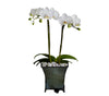 Phalaenopsis Plant