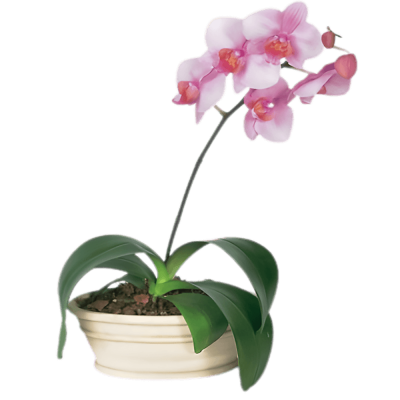 Pink Phalaenopsis Orchid Plant