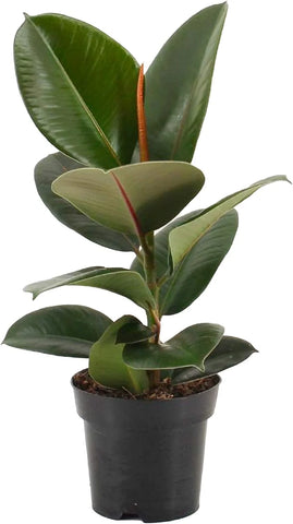 Rubber Plant