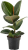 Rubber Plant