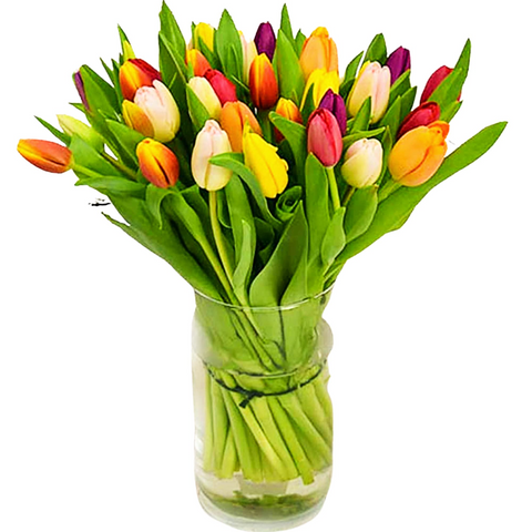 Tender Tulips