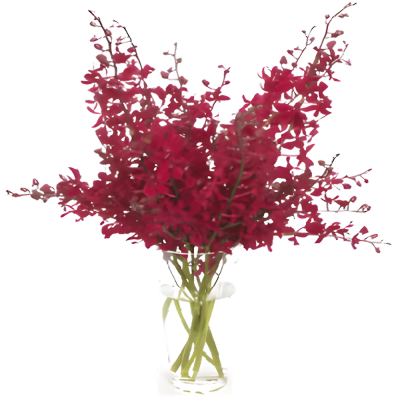 Vase with 20 Red Orchids