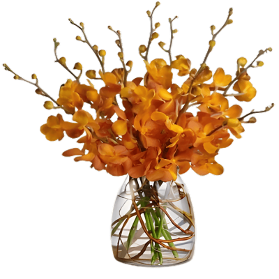 Orange  Mokara Orchids