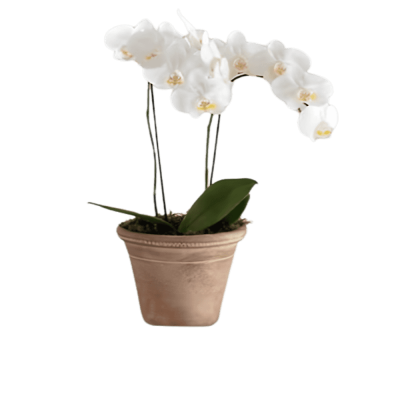 White Phalaenopsis orchid plant