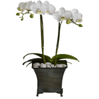 Phalaenopsis Plant