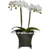 Phalaenopsis Plant