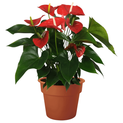 Red Anthurium Plant