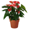 Red Anthurium Plant