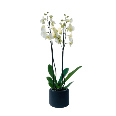 Phalaenopsis White in Black Pot