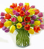 Rainbow Tulips