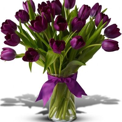 Passionate Purple Tulips