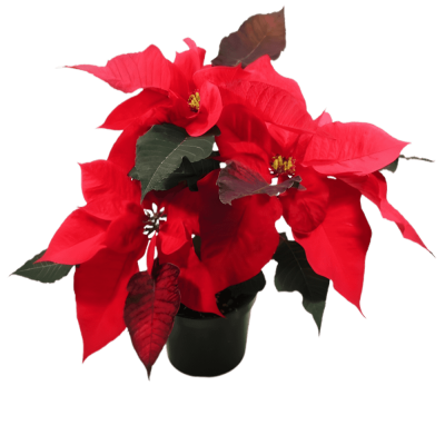 Red Poinsettia plant