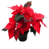 Red Poinsettia plant