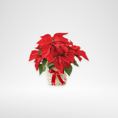 Gift Red Poinsettia plant