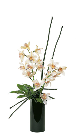 Cymbidium Orchids