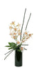 Cymbidium Orchids
