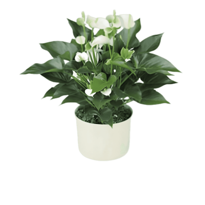 White anthurium plant