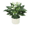 White anthurium plant